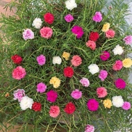 TCFARM pot c7 flowers 10 hours mixed colors