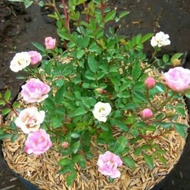 Tanaman hias mawar pink baby rose daun rimbun
