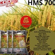 Benih Padi Unggul Hms700 / Bibit Padi Unggul Hms700 1Kg Terlaris