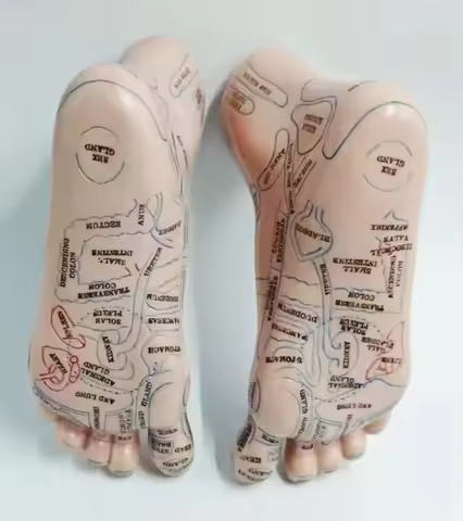 20Cm Foot Reflex Zone Model, Foot Massage Model. English Language 2pcs = 1 Pair
