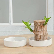 Decorative Brazilian Wood Plant Holder Tray with Saucer Tabletop Water Dish for Small Plants Ideal f