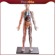 [PETSOLA] Interactive Human Body Fully Anatomy Figure Human Body Model for Kids Anatomy