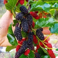 Bibit Buah Murbei | BUAH MURBEI