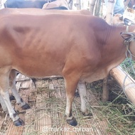 sapi qurban murah hewan qurban murah sapi murah sapi qurban murah 2024 sapi madura bisa cod free ong