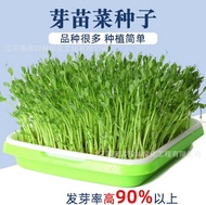 Sprout seed pea seed dragon beard pea seed sprout pea seed four seasons balcony hydroponic pea seeds