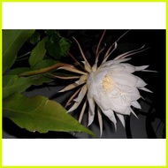 ✷ ◮ ▫ queen of the night cactus plant