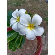 [READY STOCK]🌷🌷Pokok Hidup Anak Pokok Bunga Kemboja Putih ( frangipani atau plumeria)