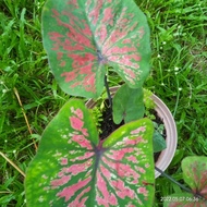 Caladium Jazz @Jazz.