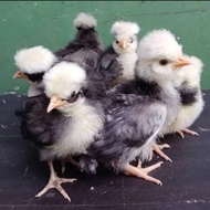 Anakan Ayam Poland Berkualitas