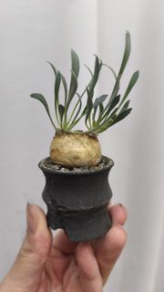 厚敦菊，不是象牙宮，象牙玉，伊洛棒槌，巴氏，安博，溫莎