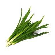 DAUN PANDAN SEGAR dan POKOK PANDAN