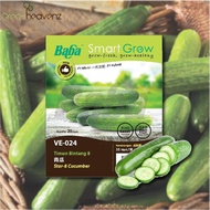 GHZ - Baba Smart Grow Seeds VE-024 Star-8 Cucumber (Timun Bintang 8) 25SEEDS Biji Benih Sayur Sayuran