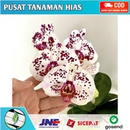 Seedling anggrek dendrobium geranium / Bunga Anggrek hidup/ Tanaman Hias Hidup /Bunga Hias Asli / Bunga gantung hidup/Tanaman gantung hidup/anggrek dendrobium(/bunga anggrek/tanaman anggrek hidup/bibit bunga anggrek hidup)