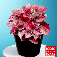 tanaman daun begonia Rex  begonia red bull berwarna merah
