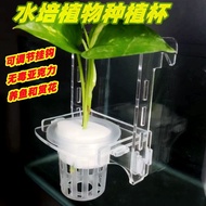 Fish/Turtle Tank Supplies水培植物种绿萝种植杯水草杯水培挺水植物挂式定植篮鱼缸装饰造景 24.9.24