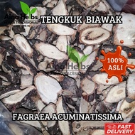 HERBA AKAR KAYU TENGKUK BIAWAK / EKOR BIAWAK KERING 100% HERBA ASLI HERBA RAWAT SEMBELIT DAN BUASIR