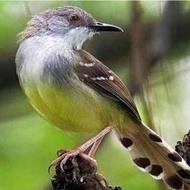 burung ciblek semi gacor pilihan ciblek cisem .