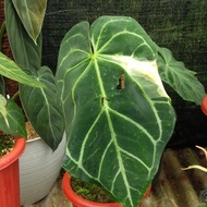 anthurium crystallinum variegata kuping gajah varigata daun besar