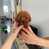 Jual anjing poodle pupyyy