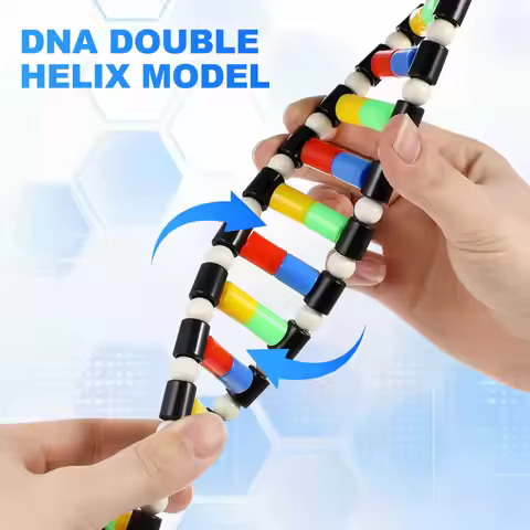 DNA Model Double Helix Model DNA Display Component student Biology Classroom Educational tool Scienc