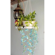 bunga wisteria / bunga wisteria gantung / bunga gantung wisteria - biru muda