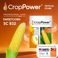(100 GRAM) Biji Benih Jagung Manis Big Sweet 甜大棒 SC832 CROP POWER F1 HYBRID Sweet Corn Seed 甜玉米种子 SC