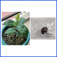 ❂ ♂ ☽ bay leaf seeds laurel plant bayleaf