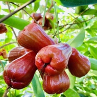 CÂY GIỐNG MẬN HỒNG MST [ Giống mới ]