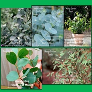 Eucalyptus All Variety Seeds 尤加利叶种子 Benih Eucalyptus 桉树 Pot Friendly - Mango Garden Seeds