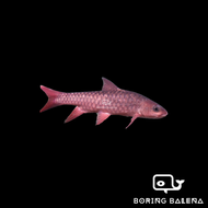 BRBN Red Mahseer - Tor Tambroides - Mahseer Fish - Ikan Kelah - Aquarium Freshwater Fish / Ikan Air 