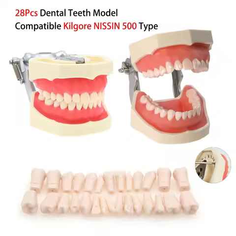28Teeth Dental Teeth Model Fit NISSIN 500 Type Replacement Teeth Dentistry Preparation Training Prac