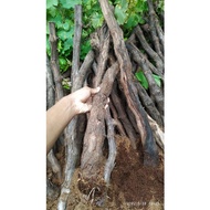 HARGA PROMO bonggolan anggur alfonso batang besar TERMURAH