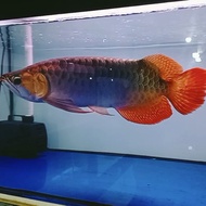 Ikan Arwana super red size 45cm