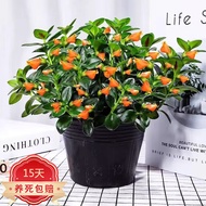 Tessie Goldfish Flower Hanging Orchid Pot Flower Indoor Green Plant Office Home Small Bonsai Room Bonsai Green Plant