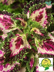Mayana Coleus Peacock (Rare Mayana) with FREE plastic pot, and garden soil (Outdoor Plant, Real Plant, Live Plant and Limited Stock)