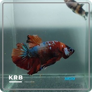 Ikan Laga Hiasan Betta Candy Koi Galaxy Copper [PAIR/SEPASANG SR-50] TopGrade Live Fish Betta PAIR HMPK