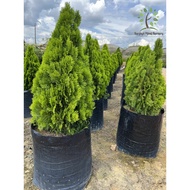 Berjaya Plant Nursery - Pokok Thuja Pine/Platycladus/扁柏(Pokok Bunga Hidup/Pokok Hiasan Luar Rumah/Live Outdoor Plant)