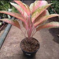 tanaman hias aglonema lady pink