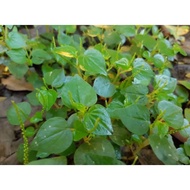Pansit-pansitan/Peperomia pellucida (Herbal Medicine)