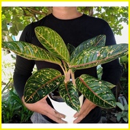 ▪ ♀ ♨ Aglaonema Doña Carmen (GROWN AND LIVE PLANTS) for 199p only  :)