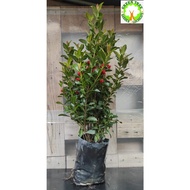 Live Plant: Bunga Ixora Vietnam/Bunga Jejarum Ixora Orange 仙丹花 for HOME/OFFICE decoration