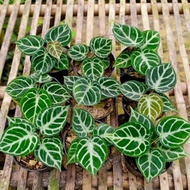 PROMO tanaman hias anthurium dorayaki silver pohon kuping gajah