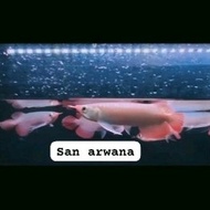 arwana super red hiasan akuarium arowana red chili