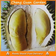 Anak Pokok Durian Asfa50 Pokok Premium Lebat Berbuah