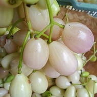Bibit Buah Juwet Putih Duwet Putih Jamblang Putih Manis