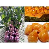 pokok nangka madu j33