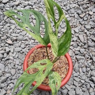 Tanaman hias janda bolong adansonii variegata - monstera varigata