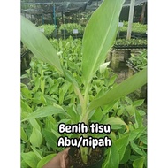 Pokok Pisang Abu/Nipah Tisu Culture