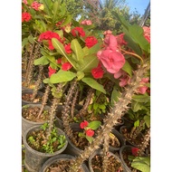 Anak Pokok Mahkota Duri thai