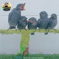 PREMIUM burung lolohan saeran abu/srigunting abu